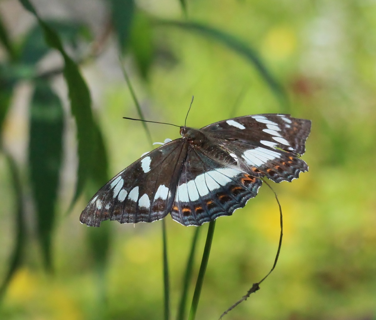 Valokuvaaja: Tuula Pirnes