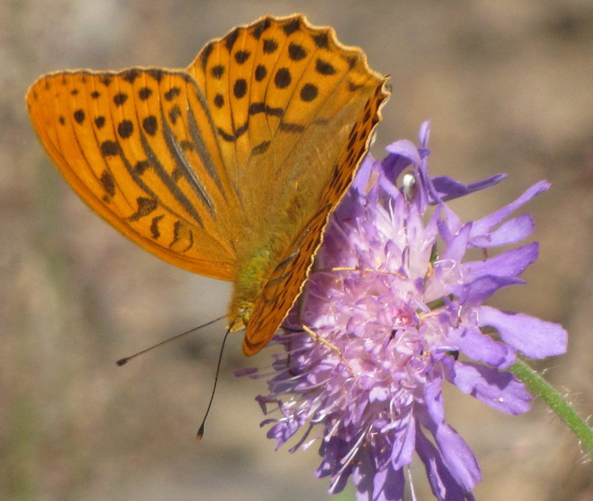 Valokuvaaja: Tuula Makkonen