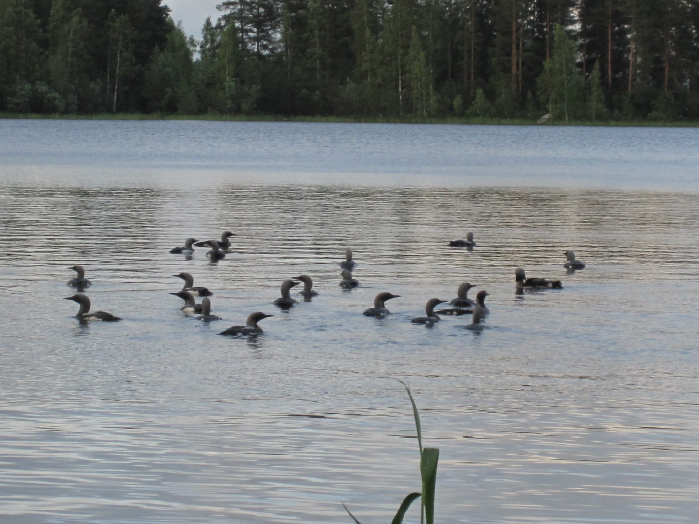 Valokuvaaja: Pyyhtinen Eveliina