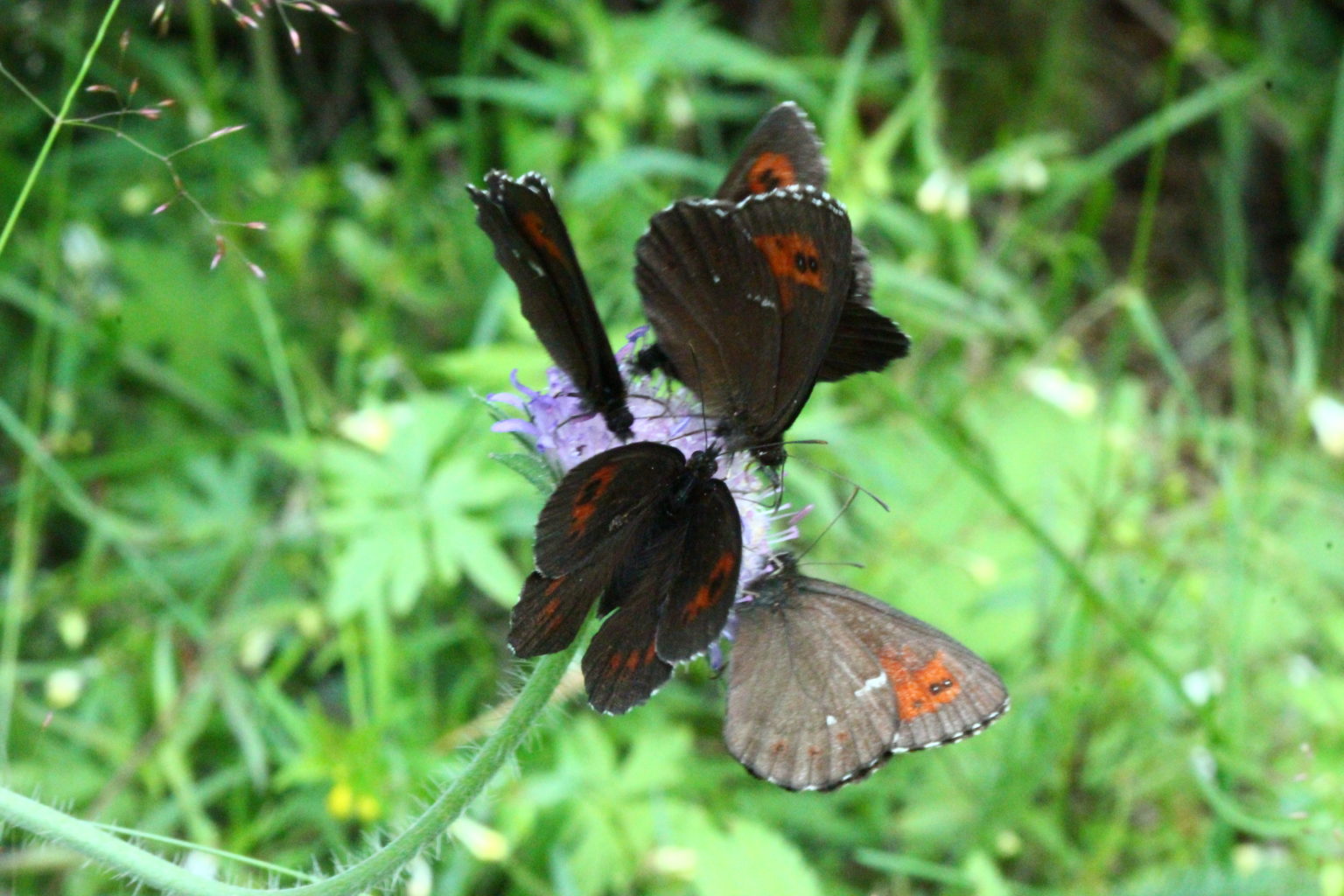 Valokuvaaja: Satu Mali