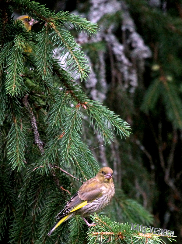 Valokuvaaja: kari veikko