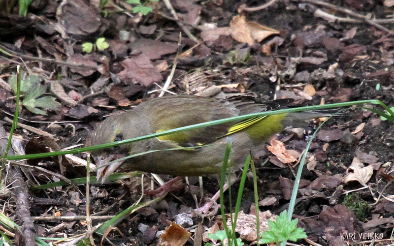 Valokuvaaja: kari veikko Valokuvaaja: kari veikko