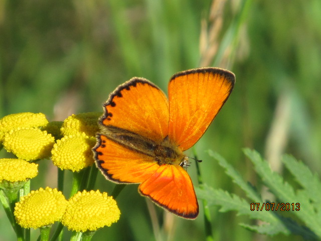 Valokuvaaja: Tuula Makkonen