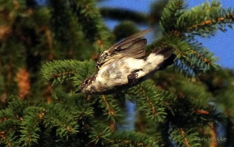 Valokuvaaja: Kari Veikko