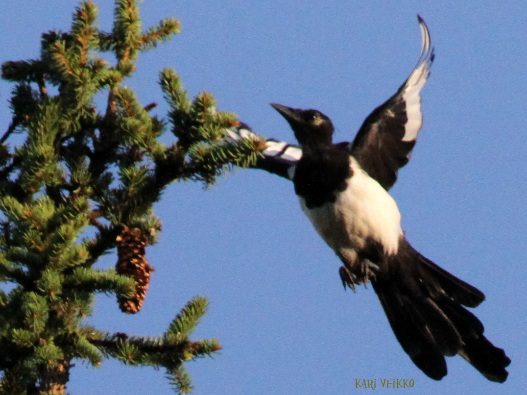 Valokuvaaja: Kari Veikko