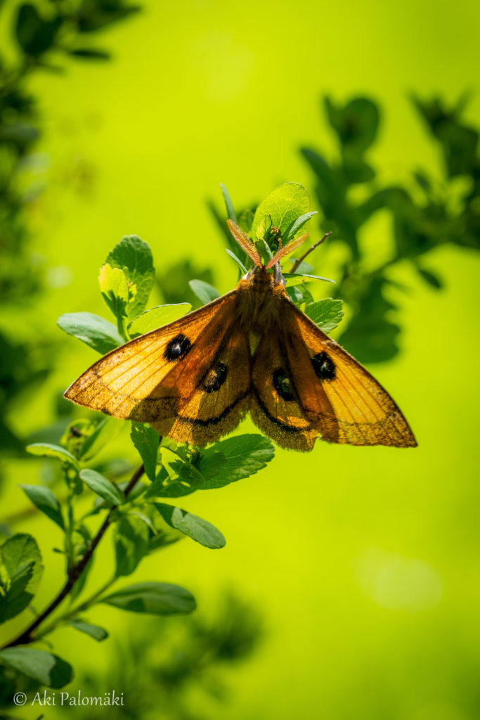 Valokuvaaja: Aki Palomäki