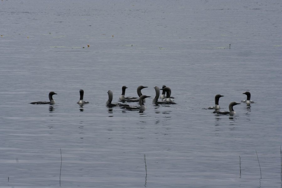 Valokuvaaja: Eeva-Riitta Kääriä