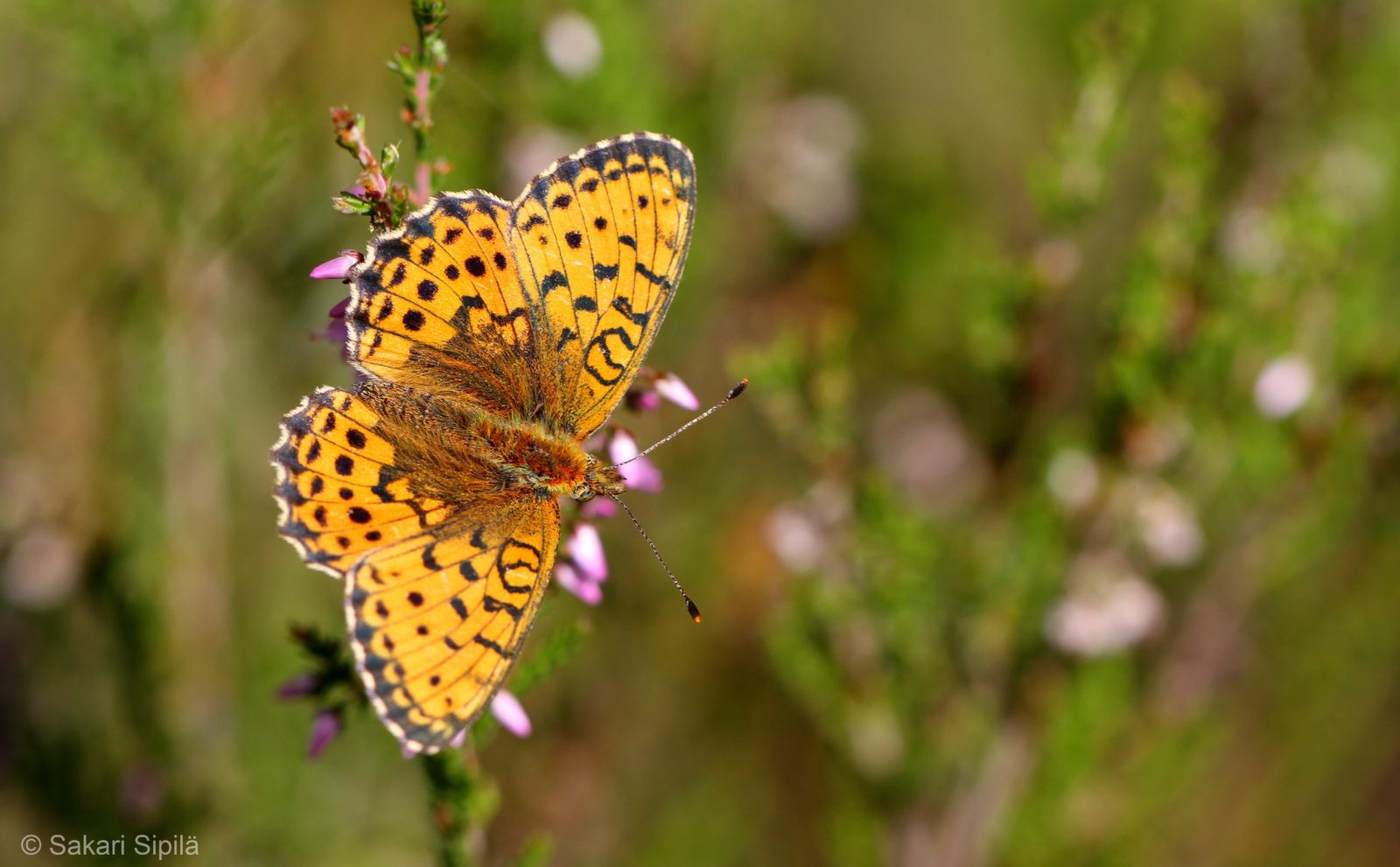 Valokuvaaja: Sakari Sipilä
