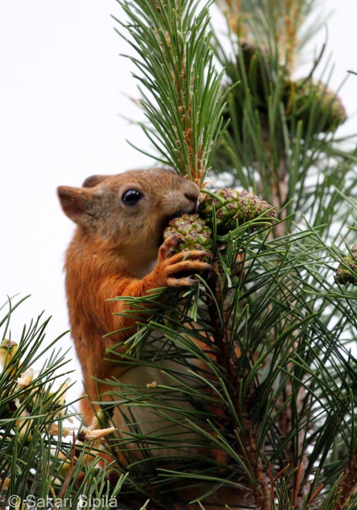 Valokuvaaja: Sakari Sipilä