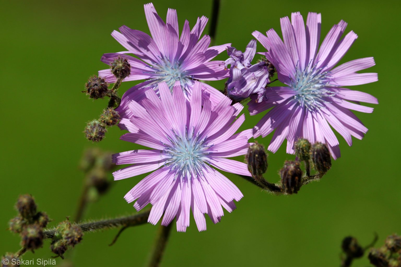 Valokuvaaja: Sakari Sipilä Valokuvaaja: Sakari Sipilä