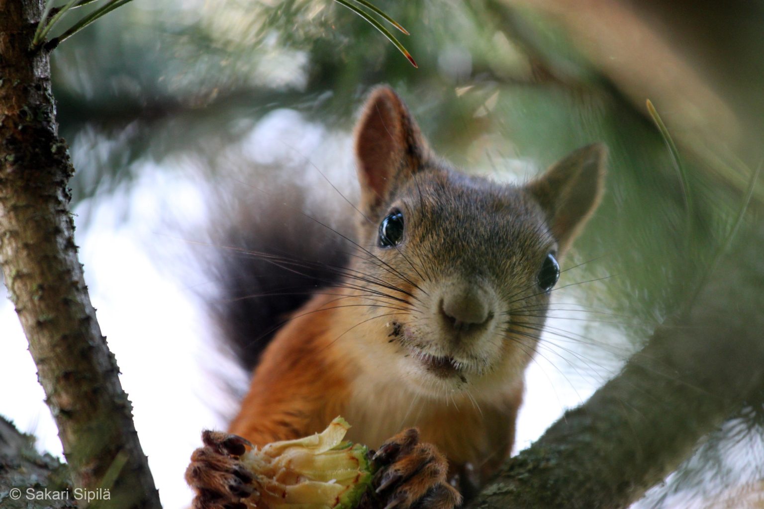 Valokuvaaja: Sakari Sipilä Valokuvaaja: Sakari Sipilä