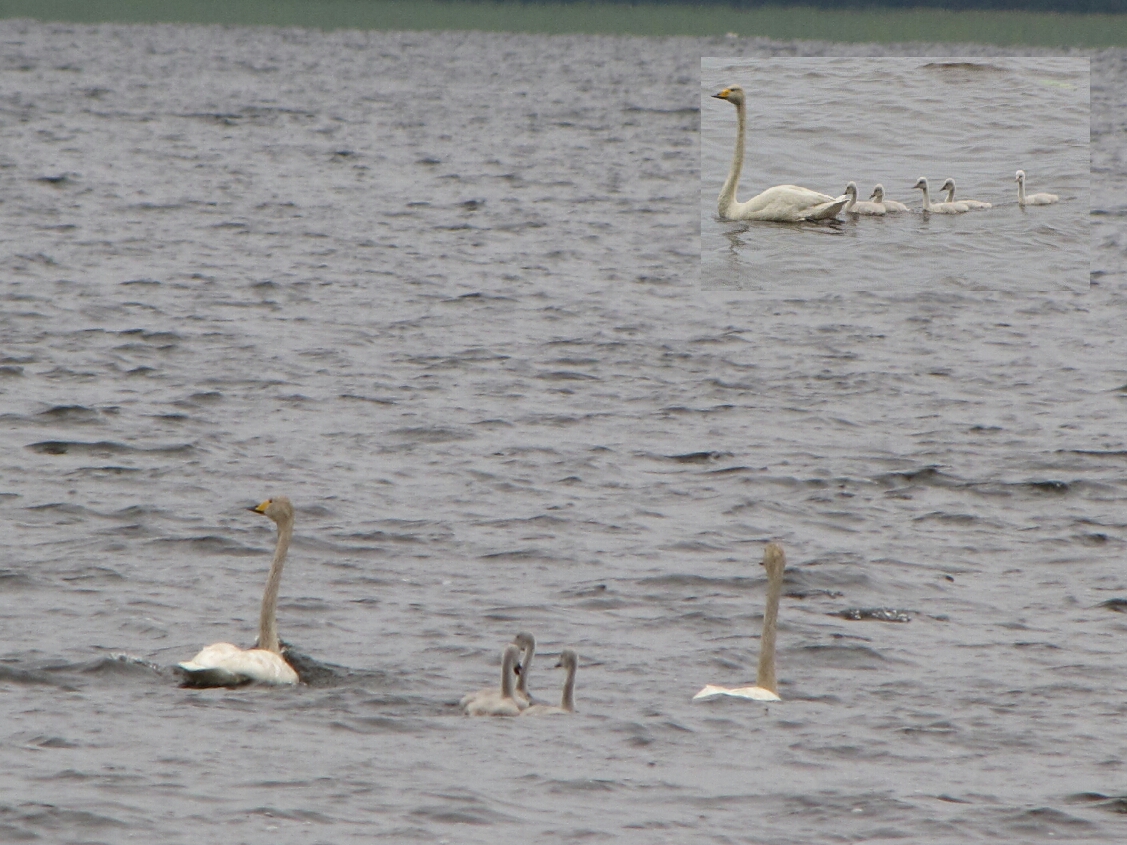 Valokuvaaja: Tuula Makkonen