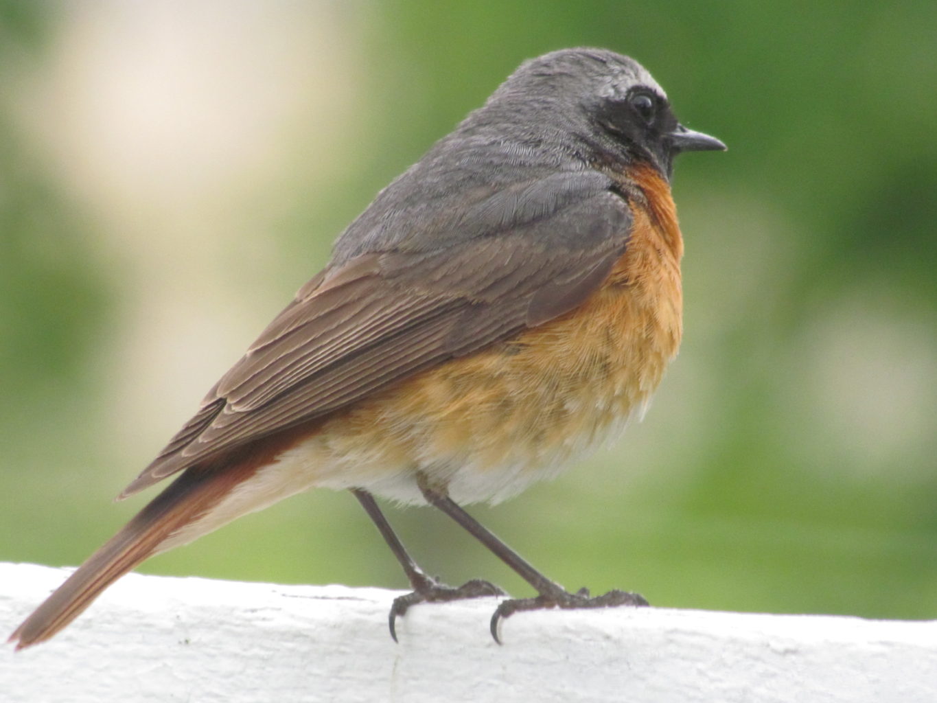 Valokuvaaja: Rainer Fabricius