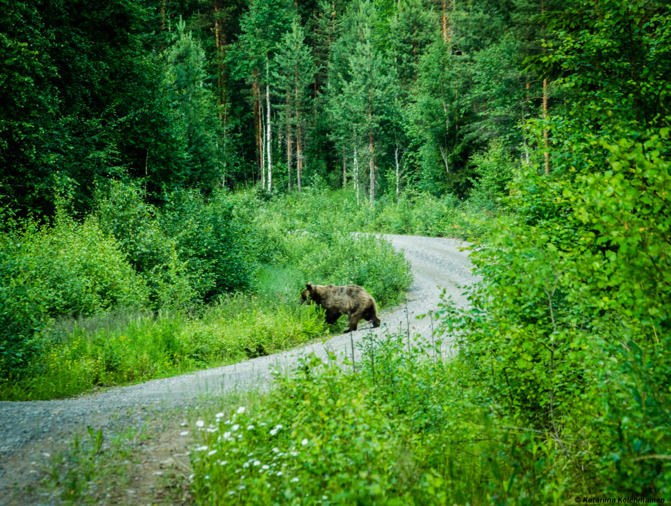 Valokuvaaja: Katariina Kolehmainen