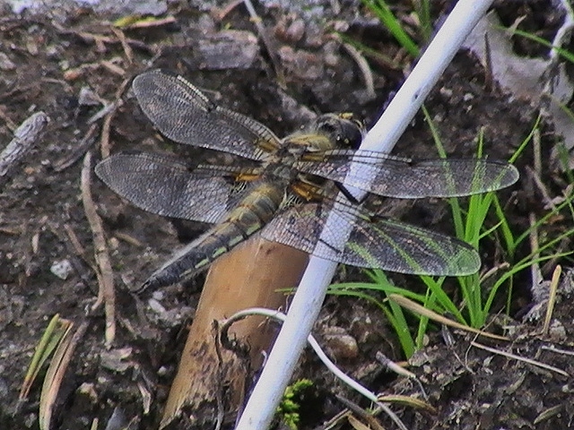 Valokuvaaja: Juhani Kolari Valokuvaaja: Juhani Kolari