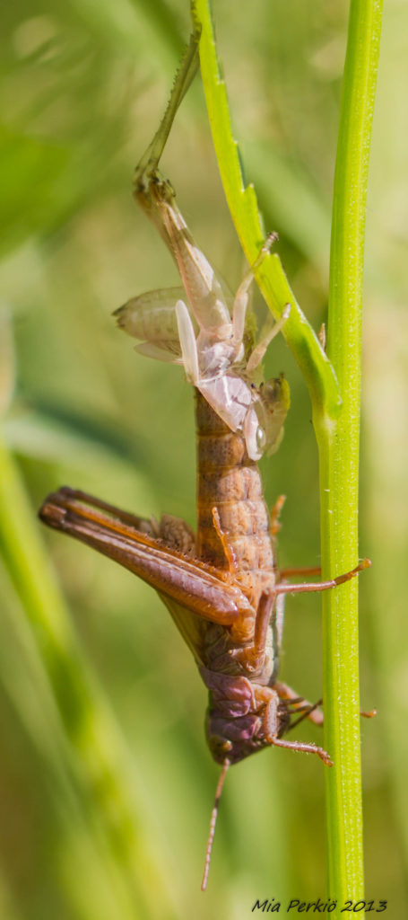 Valokuvaaja: Mia Perkiö
