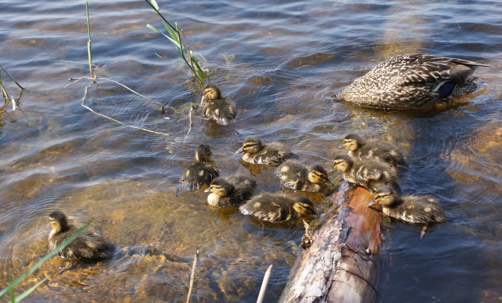 Valokuvaaja: Helena Sytelä Valokuvaaja: Helena Sytelä