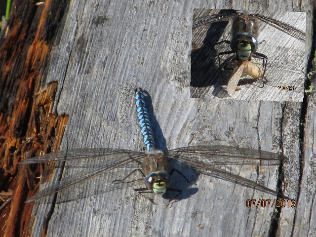 Valokuvaaja: Tuula Makkonen