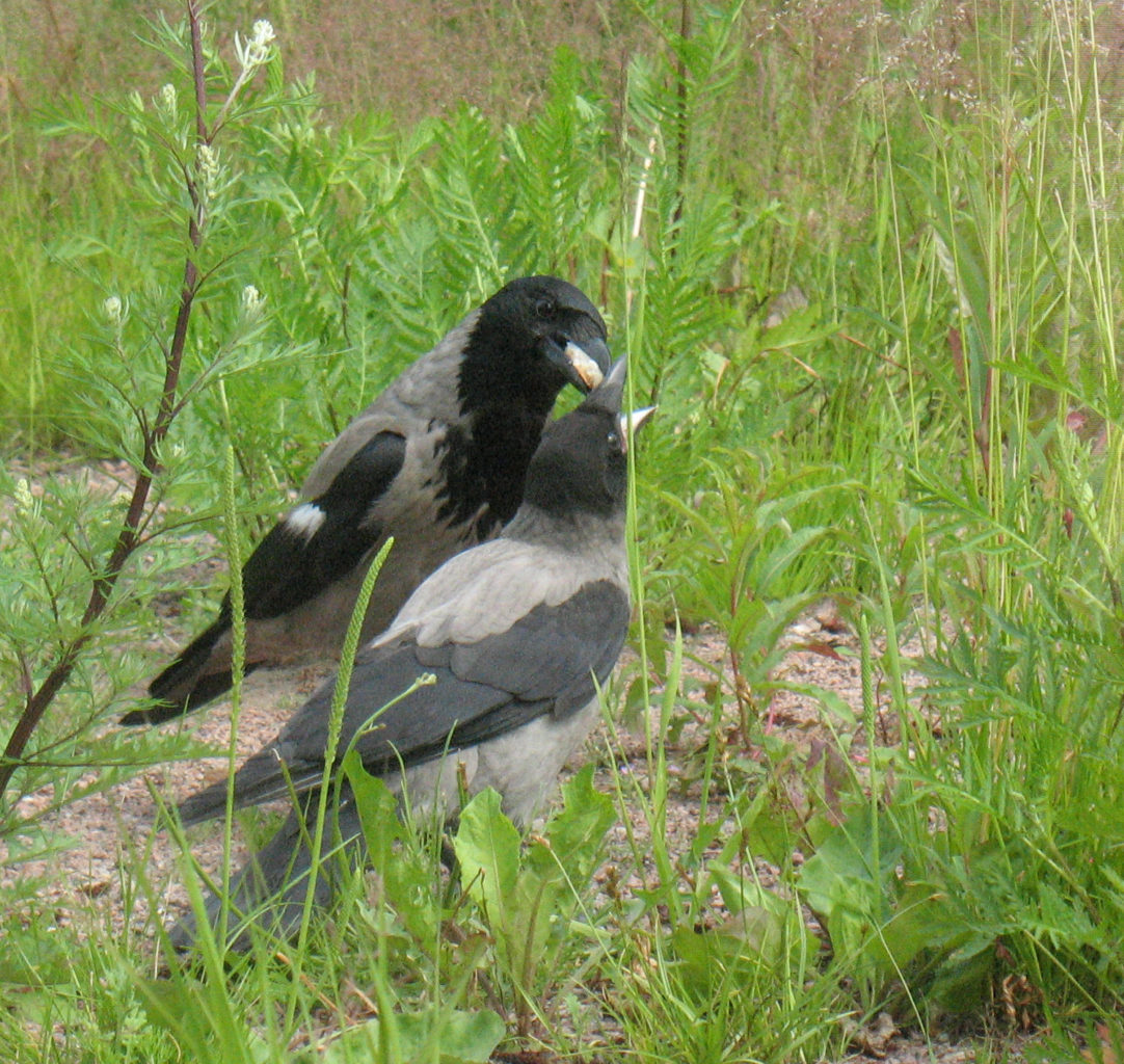 Valokuvaaja: Jaana Tiainen