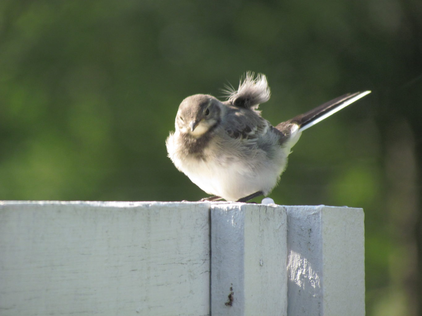 Valokuvaaja: Rainer Fabricius