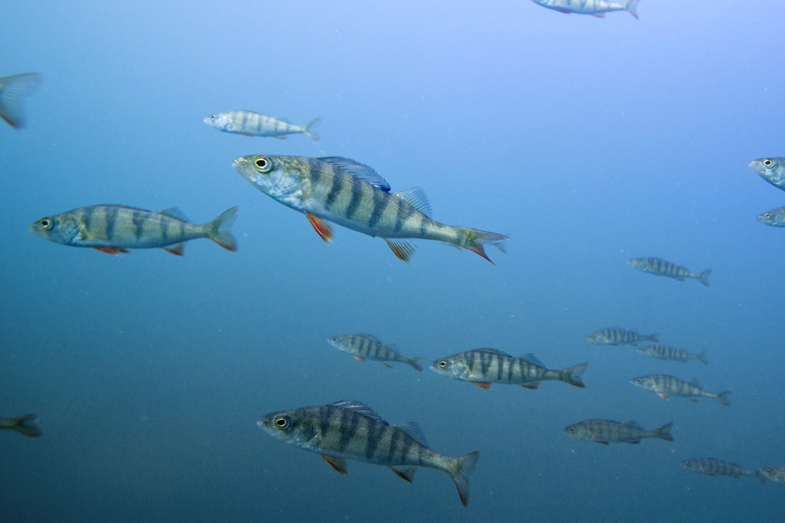 Valokuvaaja: Janne Ahvo