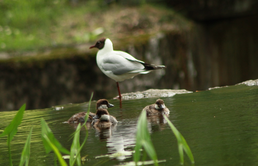 Valokuvaaja: Heini Krohns-Turunen Valokuvaaja: Heini Krohns-Turunen