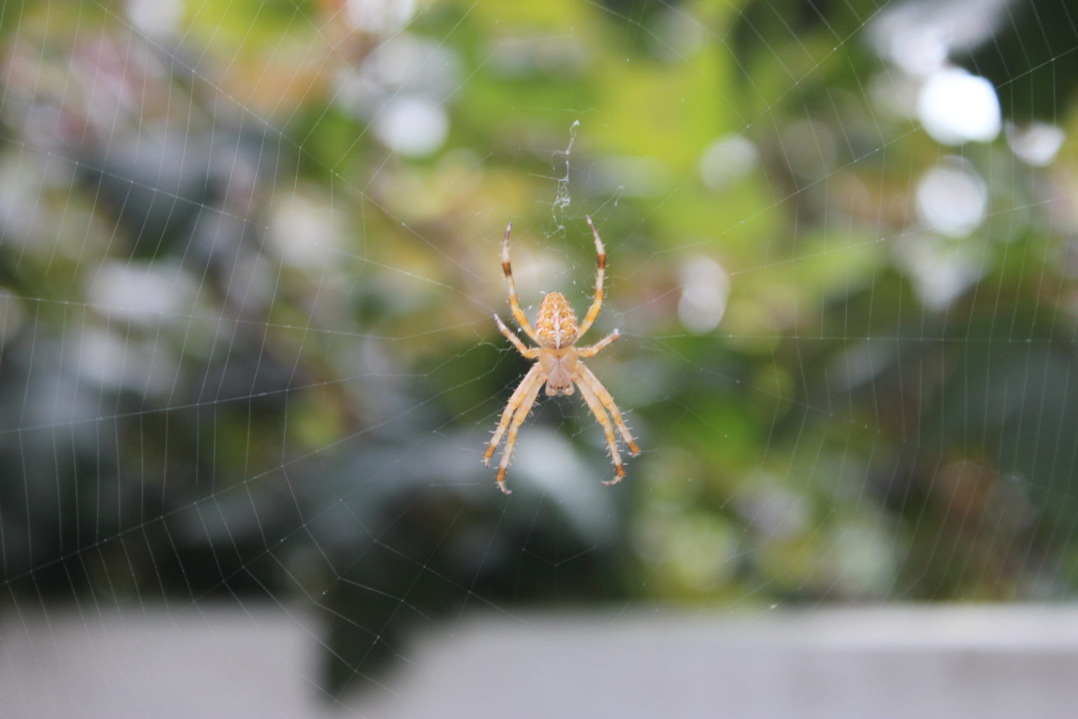 Valokuvaaja: Sanna Siitonen