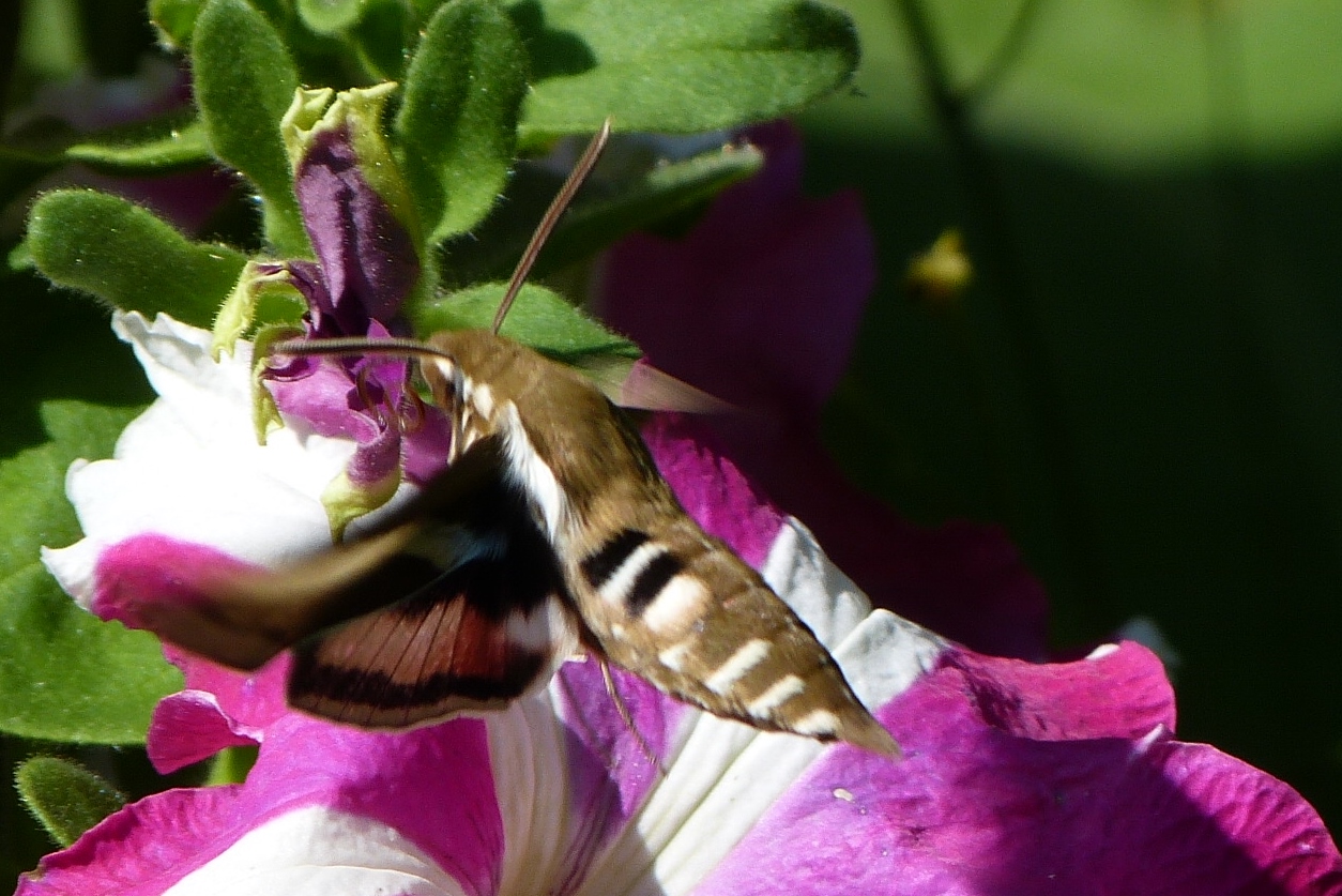 Valokuvaaja: Mari Vesterinen