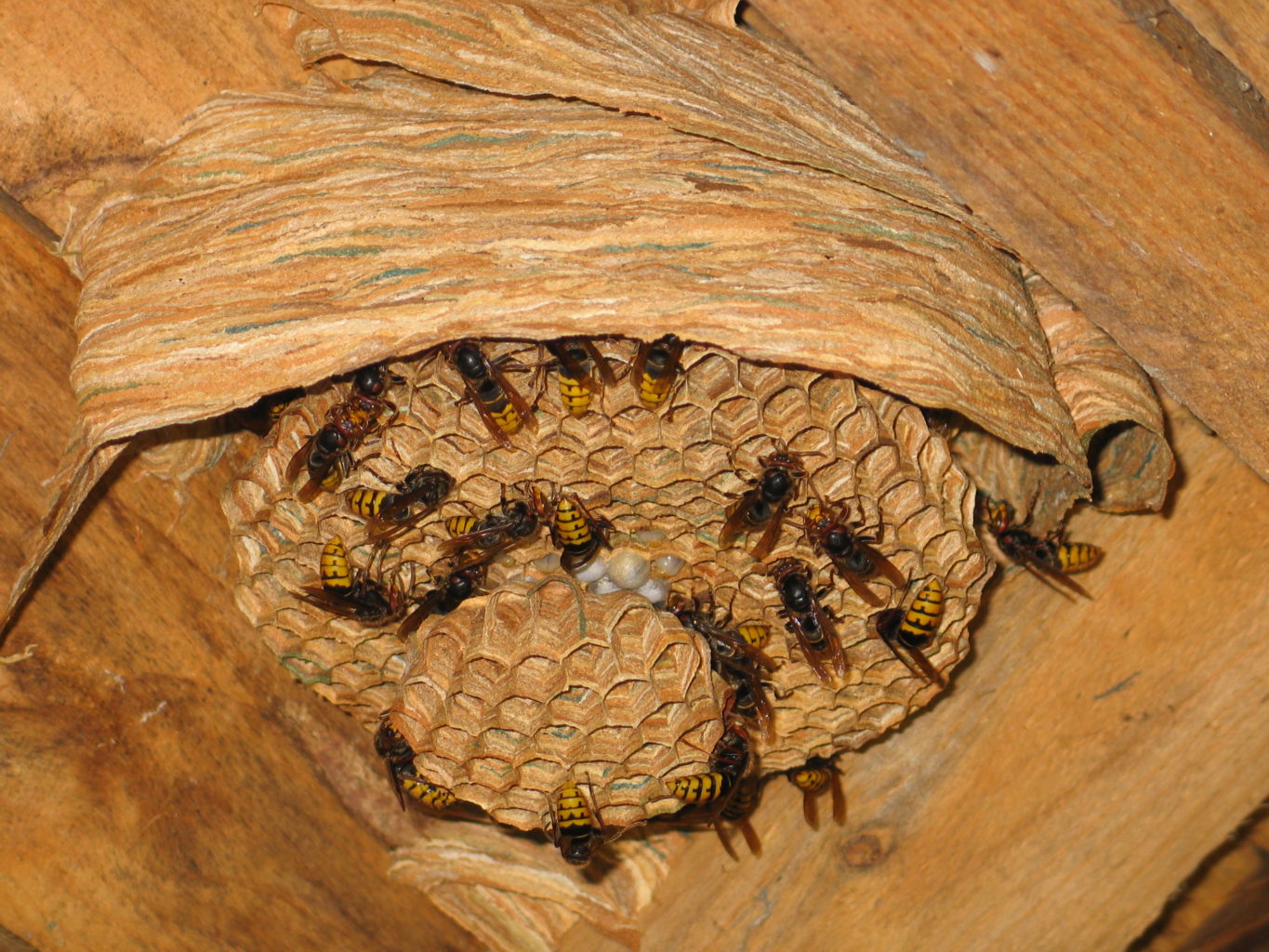 Valokuvaaja: Riika Vilkko