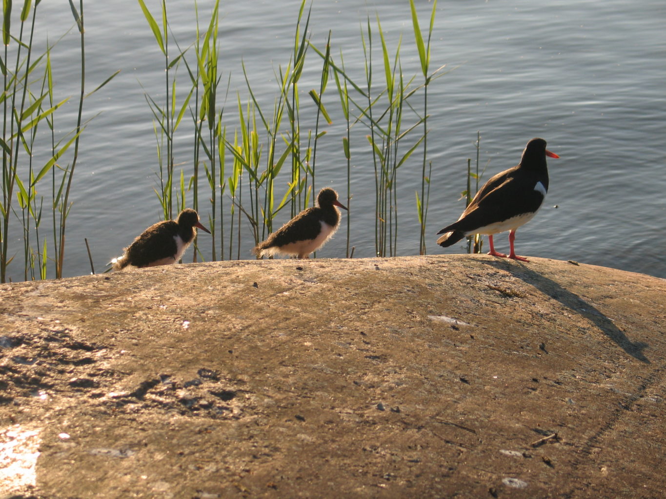 Valokuvaaja: Riika Vilkko