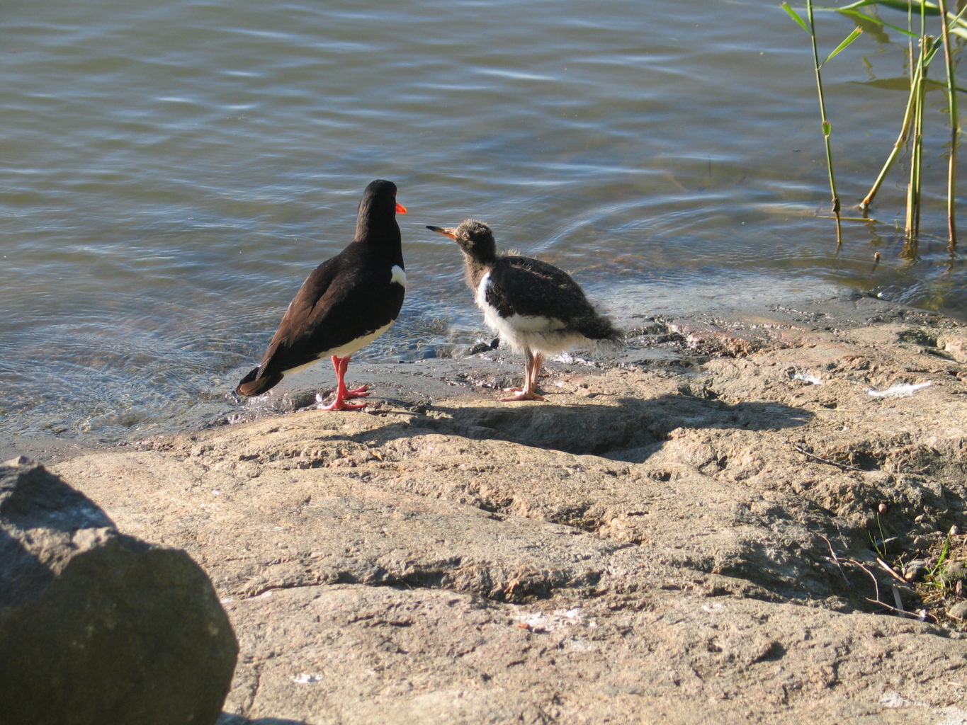 Valokuvaaja: Riika Vilkko