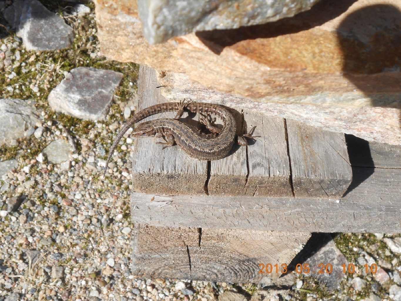 Valokuvaaja: lea mäyrä Valokuvaaja: lea mäyrä