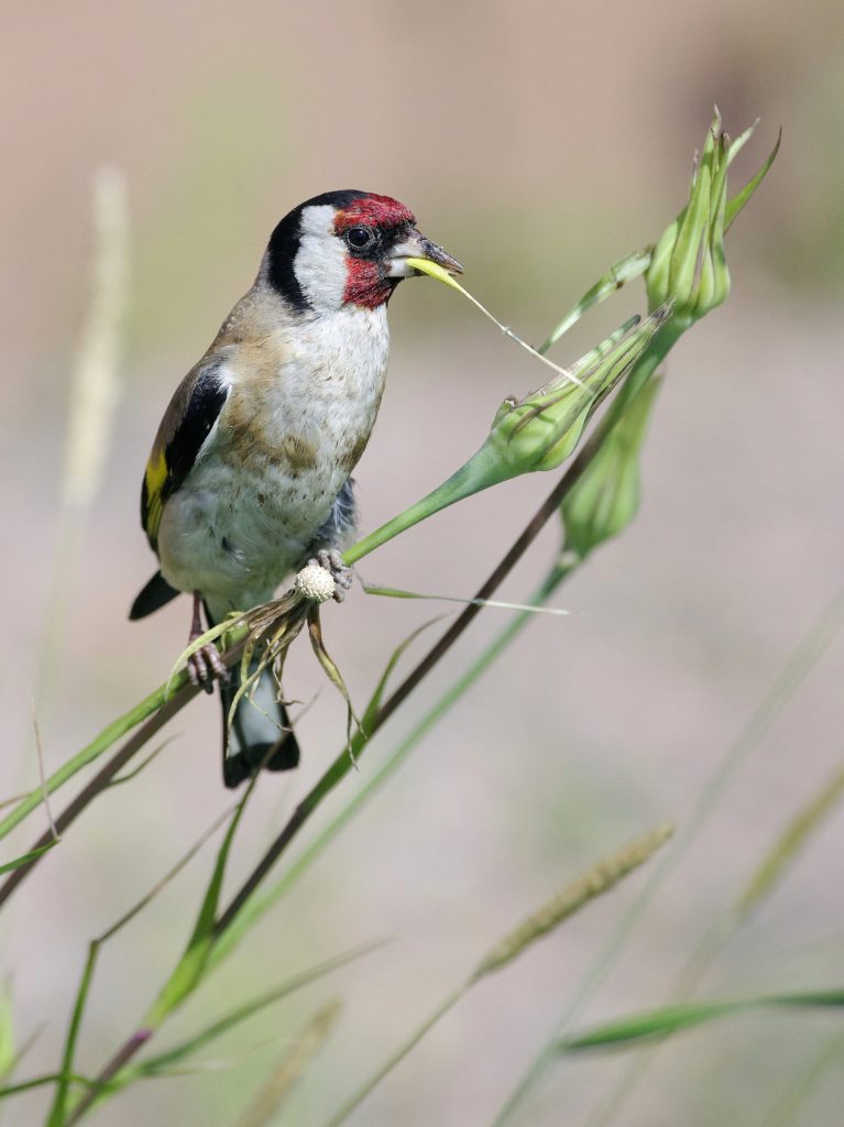 Valokuvaaja: Erkki Heinonen