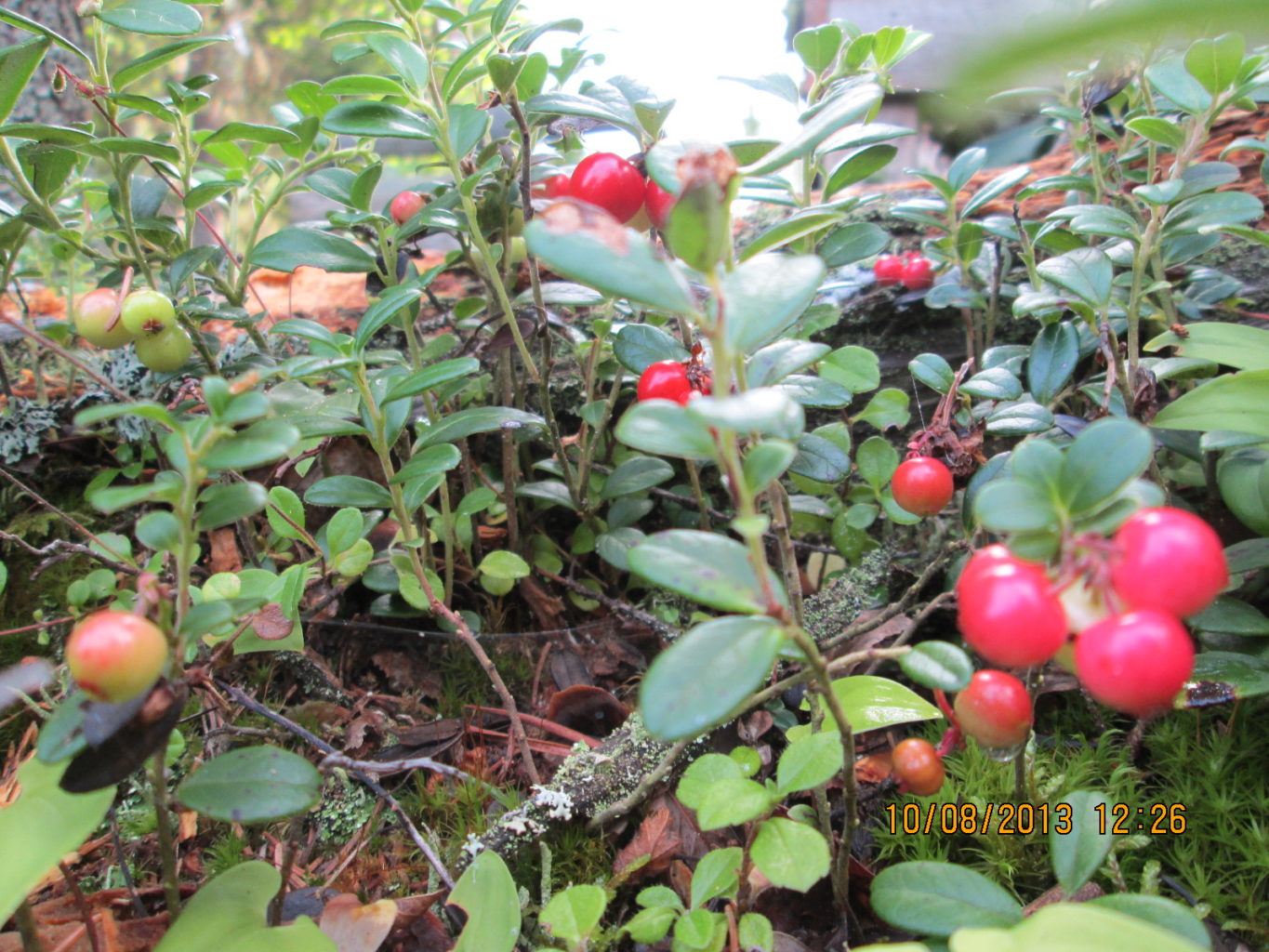 Valokuvaaja: Samu Kähtävä Valokuvaaja: Samu Kähtävä