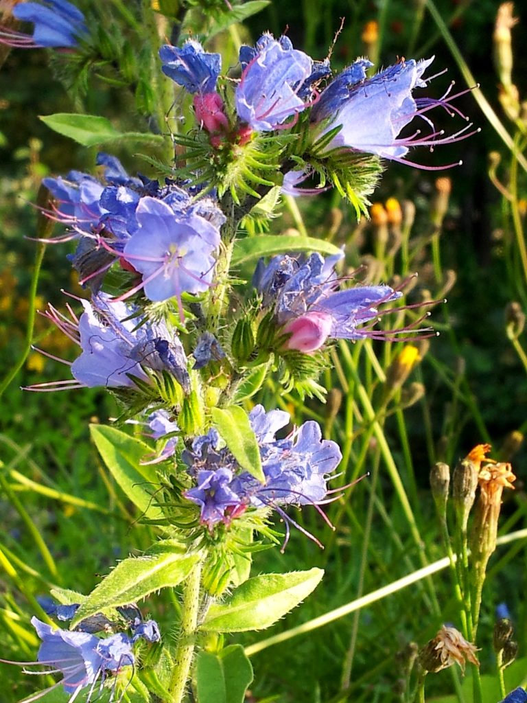 Valokuvaaja: Tuulikki Piikkilä Valokuvaaja: Tuulikki Piikkilä