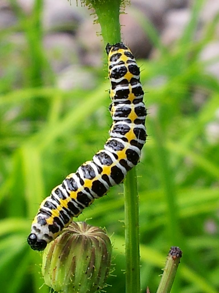 Valokuvaaja: Tuulikki Piikkilä