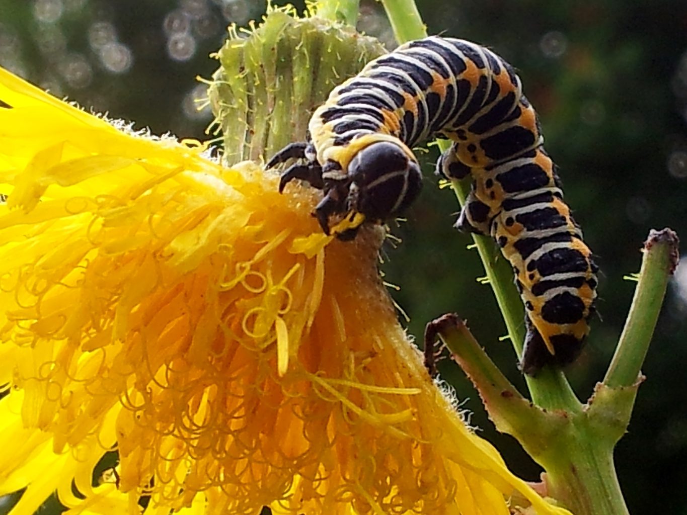 Valokuvaaja: Tuulikki Piikkilä