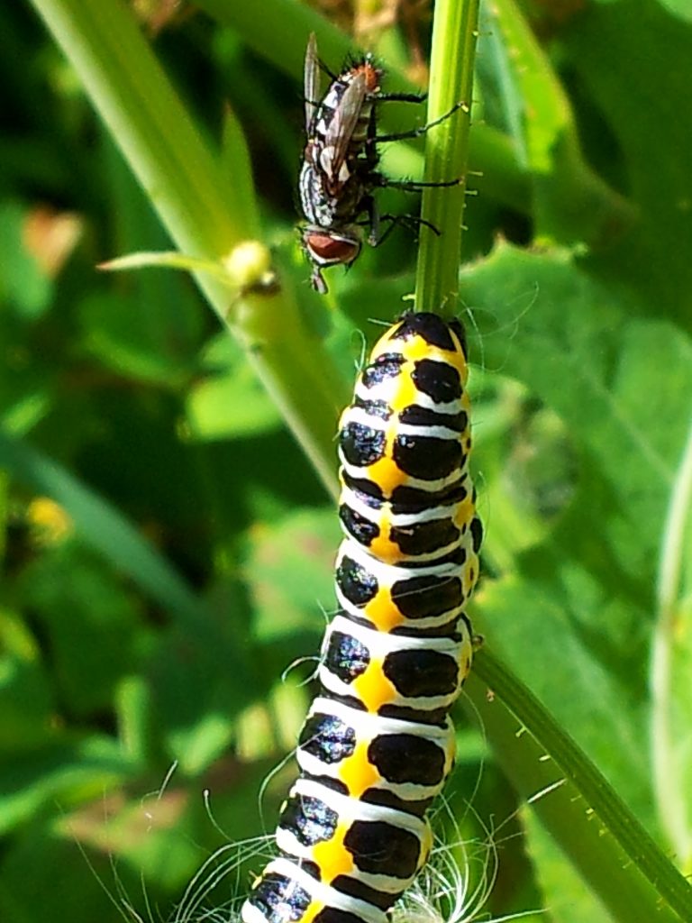 Valokuvaaja: Tuulikki Piikkilä