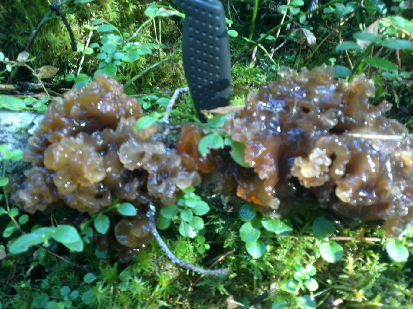 Valokuvaaja: juha savolainen Valokuvaaja: juha savolainen