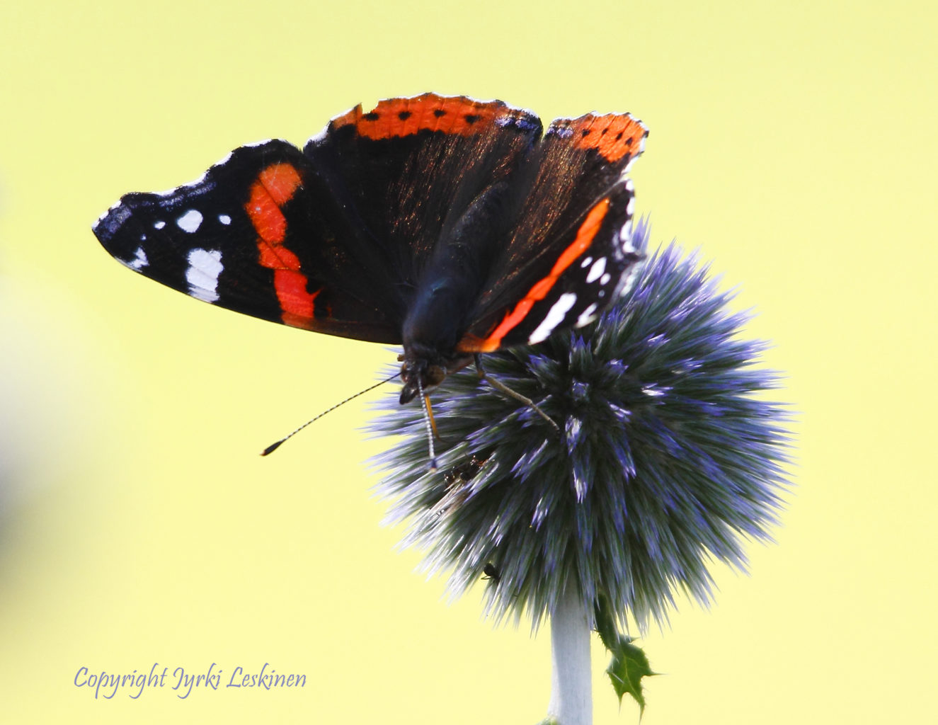Valokuvaaja: Jyrki Leskinen