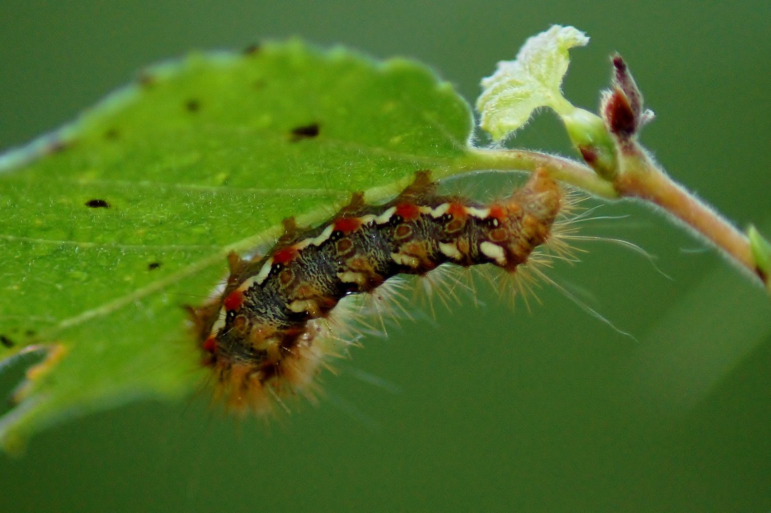 Valokuvaaja: Tuulikki Piikkilä Valokuvaaja: Tuulikki Piikkilä