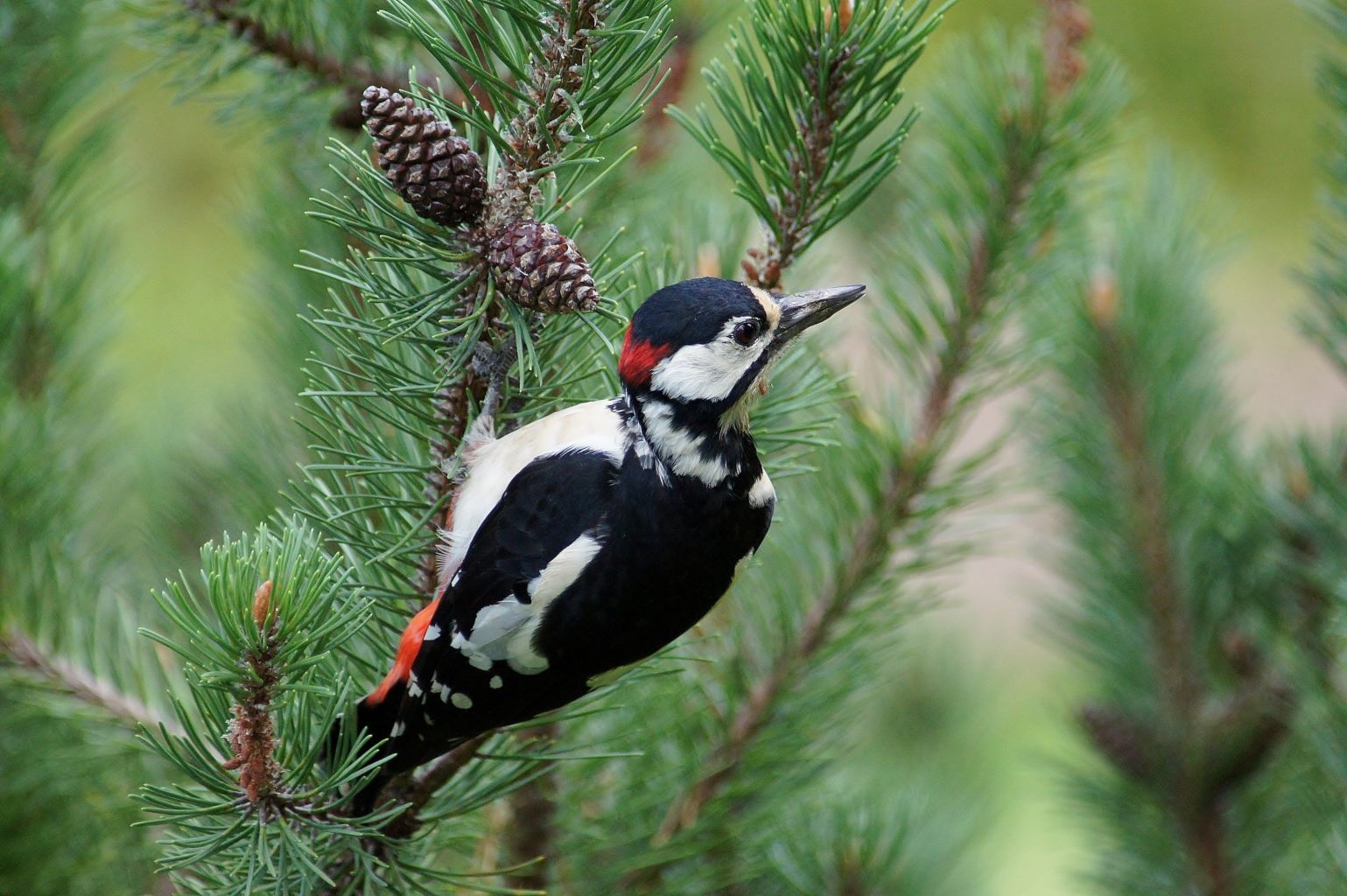 Valokuvaaja: Tuulikki Piikkilä Valokuvaaja: Tuulikki Piikkilä
