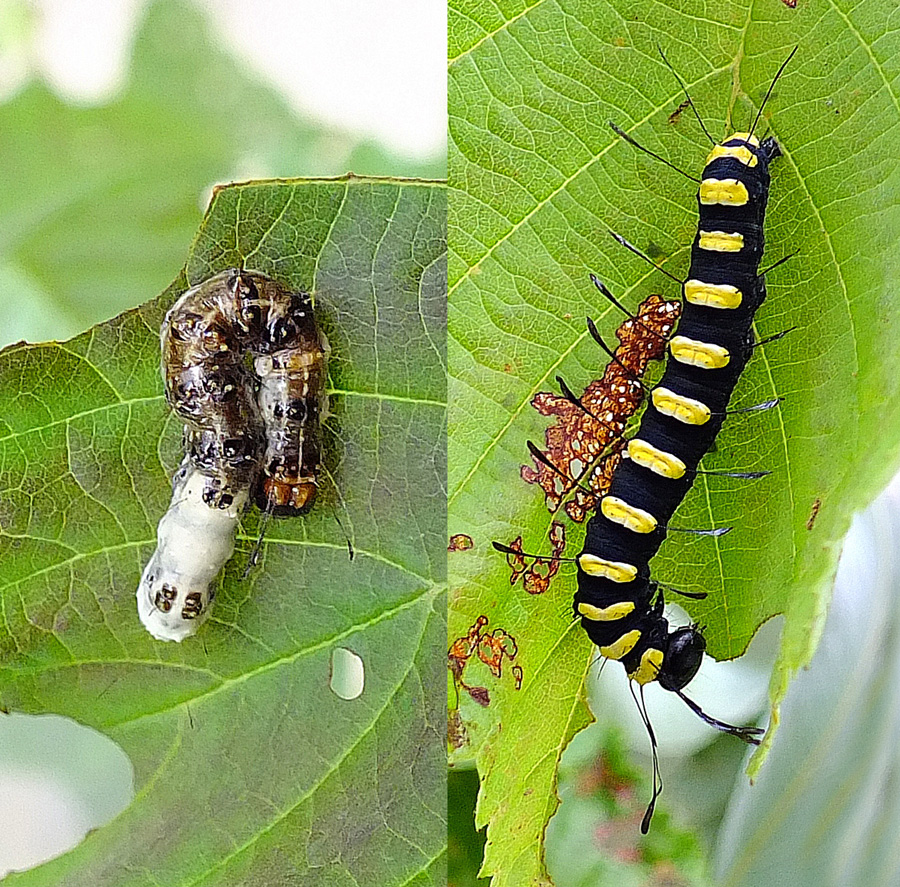 Valokuvaaja: hannu rasiranta