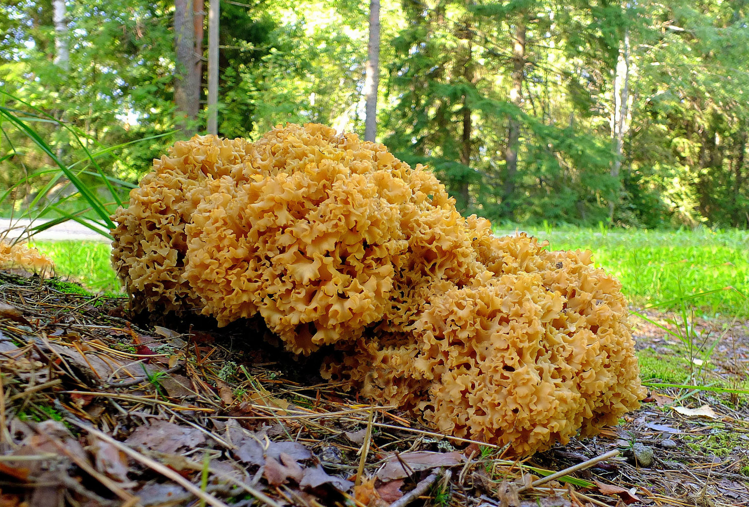 Valokuvaaja: hannu rasiranta