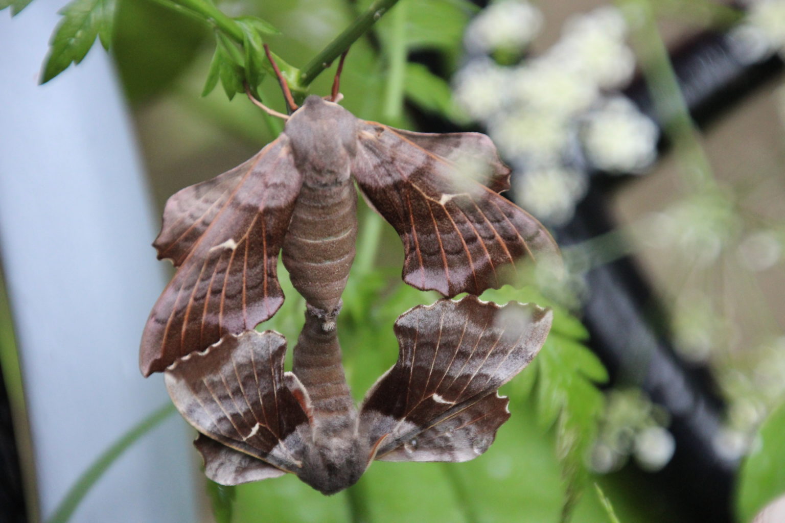Valokuvaaja: Lea Saikkonen