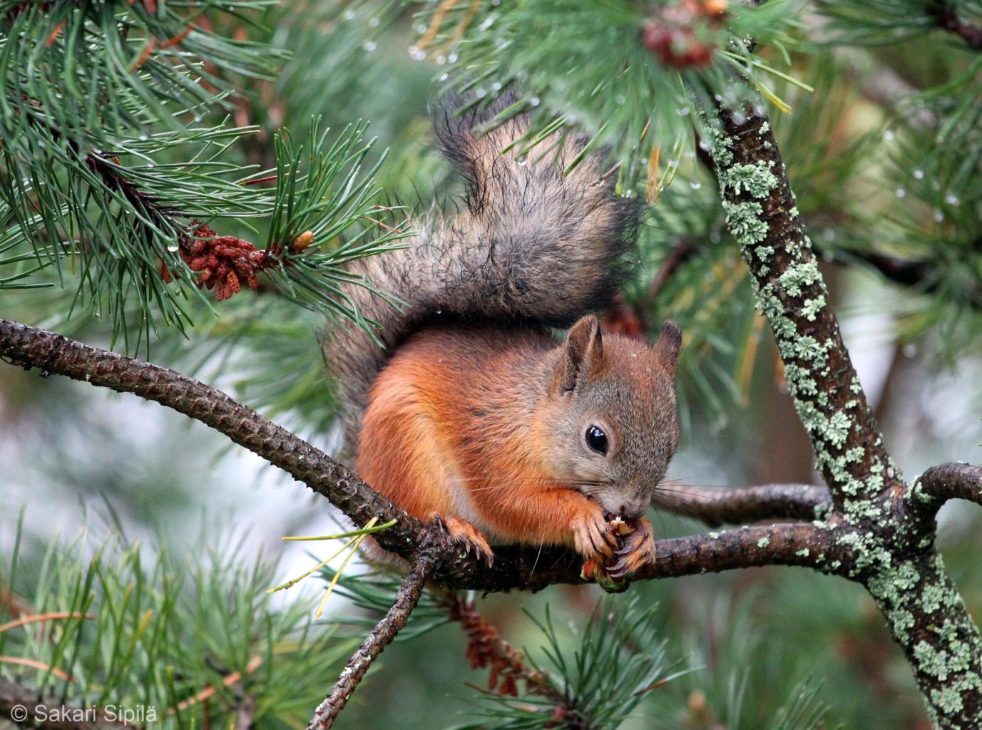 Valokuvaaja: Sakari Sipilä