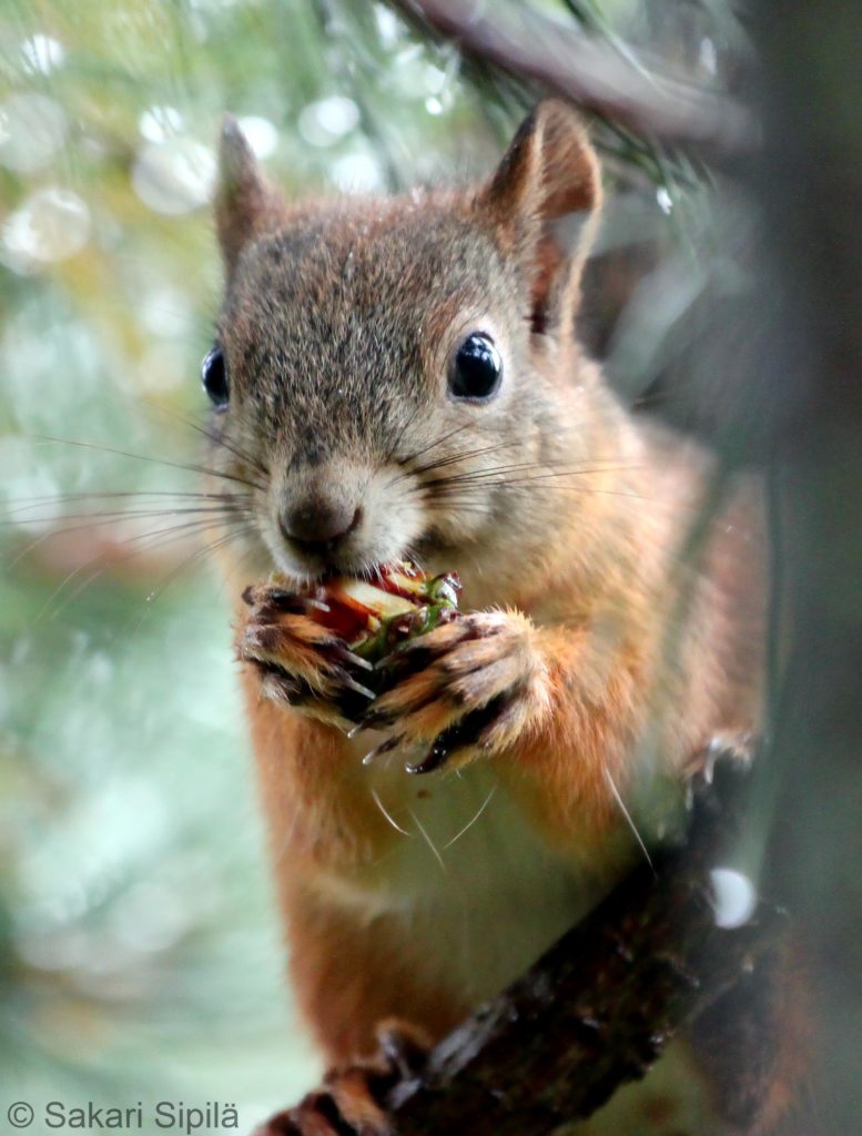 Valokuvaaja: Sakari Sipilä