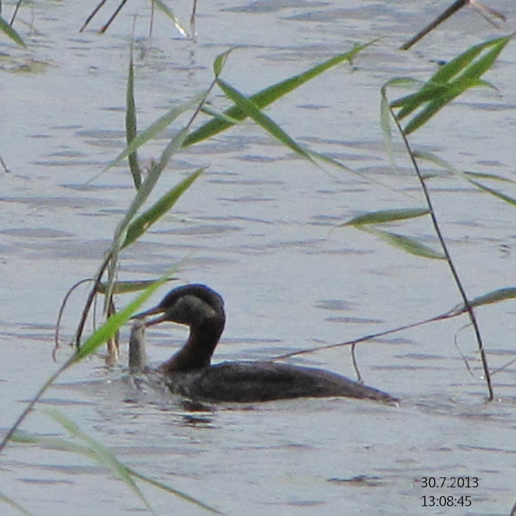 Valokuvaaja: Tuula Makkonen Valokuvaaja: Tuula Makkonen