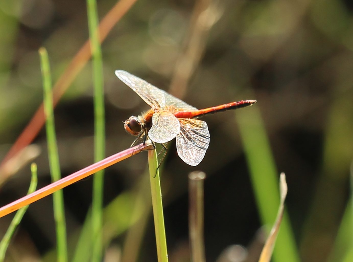 Valokuvaaja: Tuula Pirnes