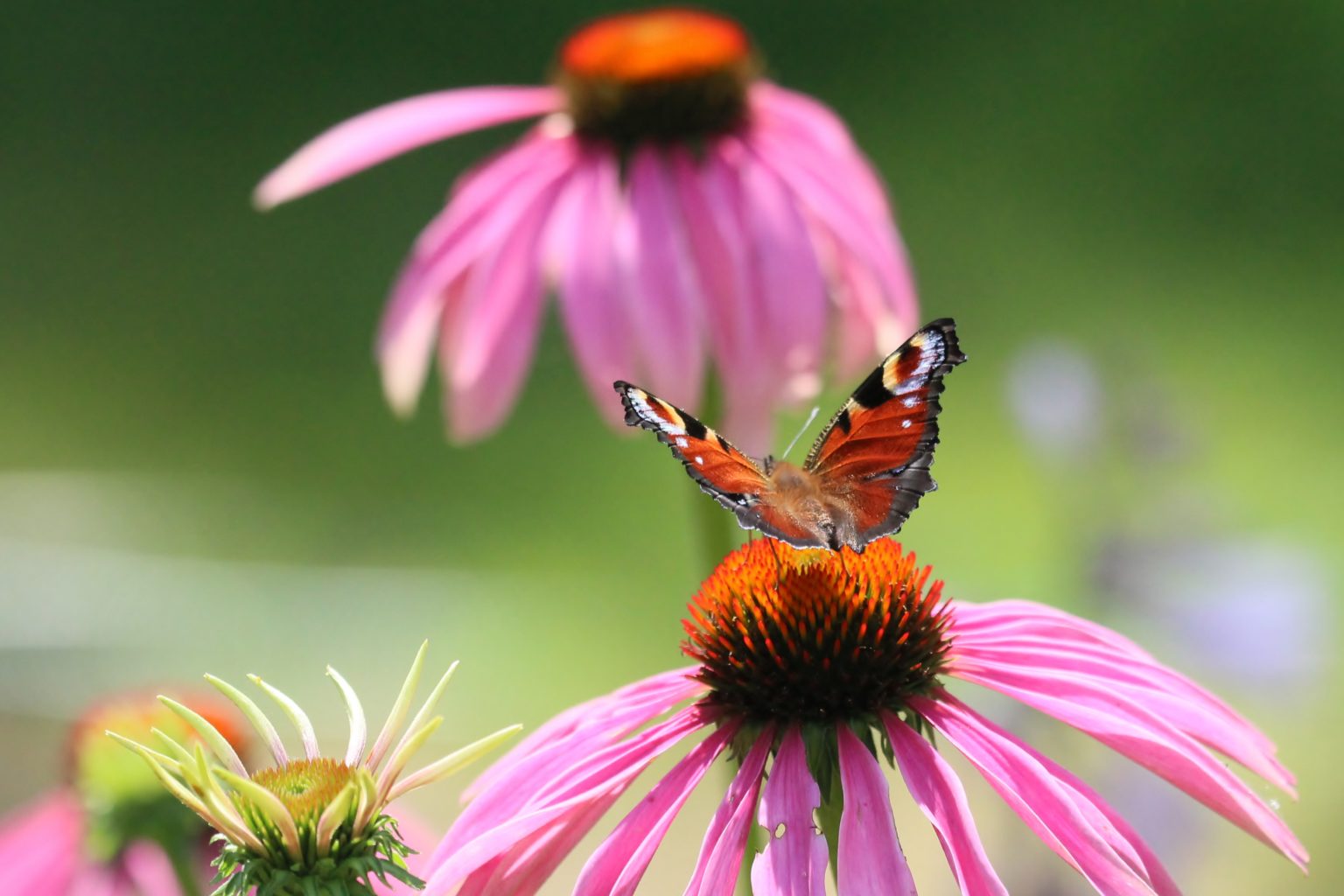 Valokuvaaja: Tuula Pirnes